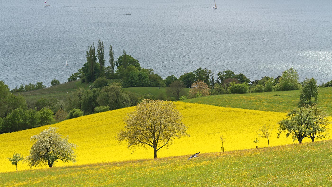 Ferienwohnungen Hahn Überlingen