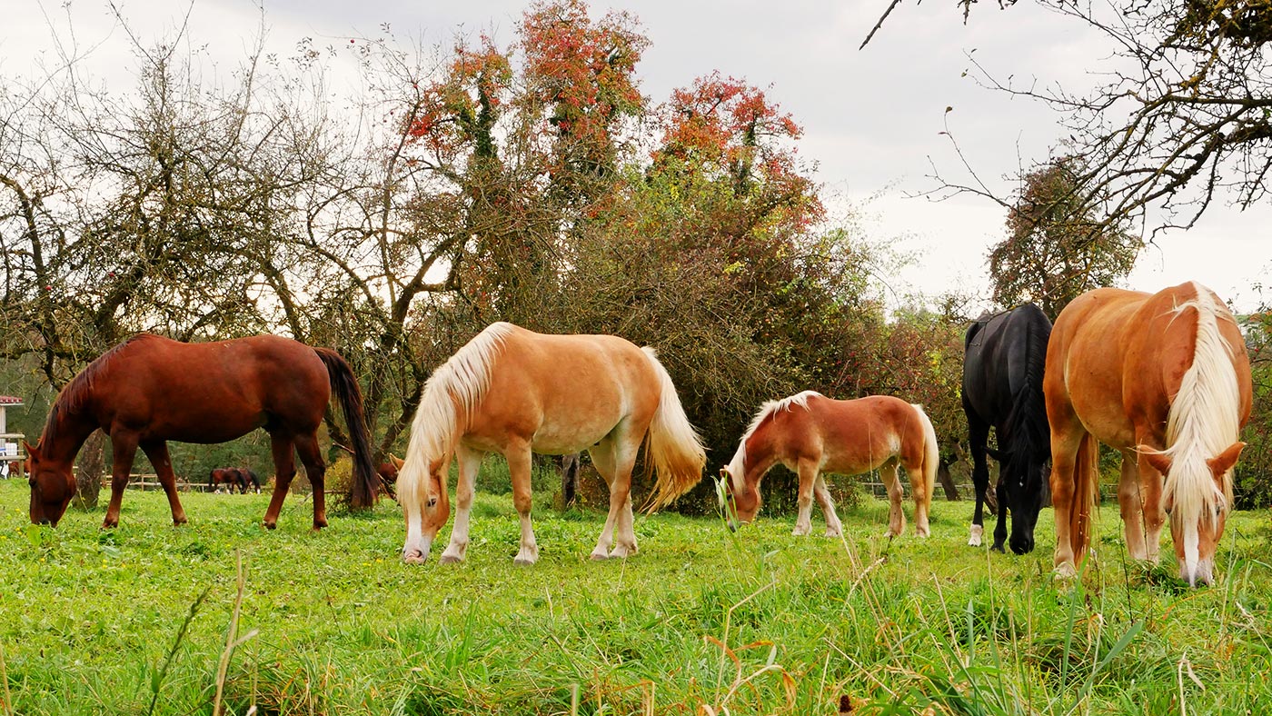 Ferienwohnungen Hahn Überlingen